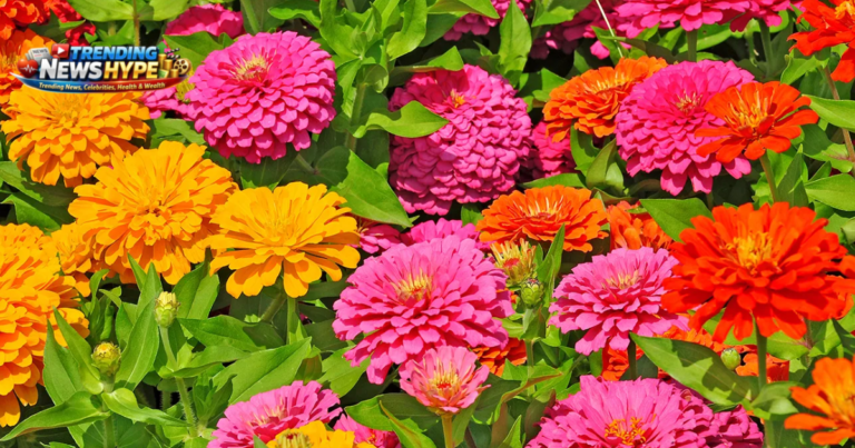 Top Flowering Plants for Full Sun
