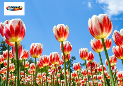 Tulip