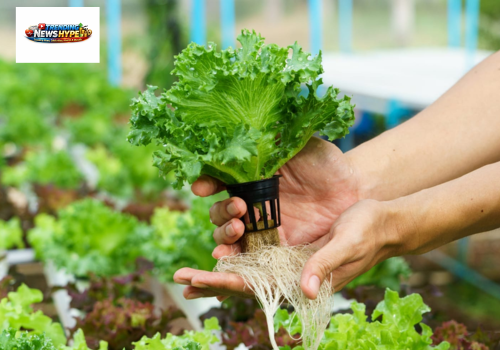 Hydroponic Gardening
