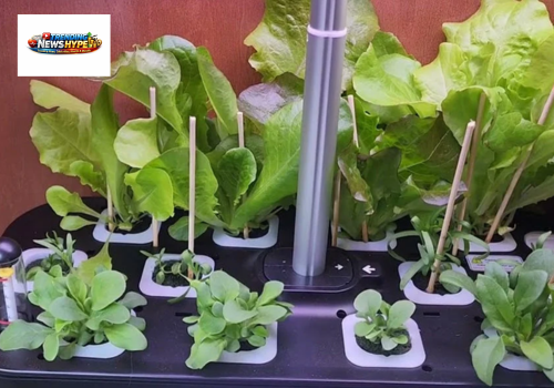 10 Best Plants for Hydroponic Gardening