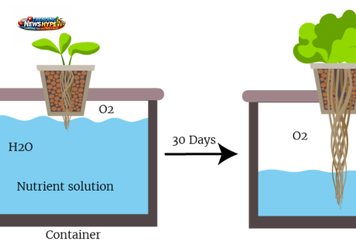 Hydroponic Systems