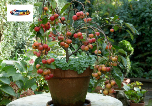 Easy Fruit Trees to Grow