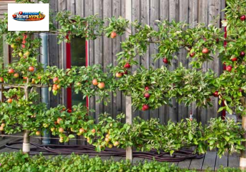 Dwarf and Semi-Dwarf Fruit trees