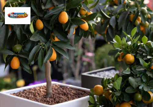 best-fruits-trees-for-small-gardens