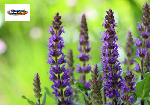 Flowering Plants for Full Sun