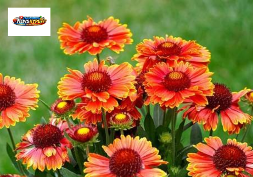 Perennial Sun Flowering Plants
