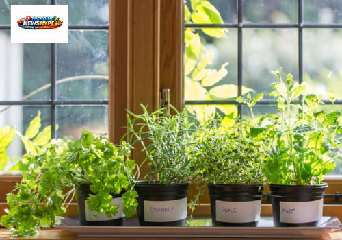 Growing Herbs at home