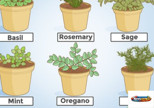 Types of herbs