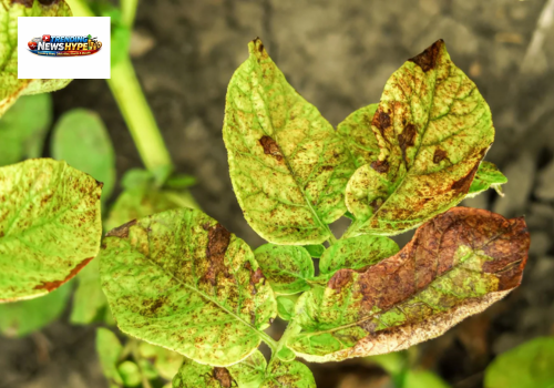 Bacteria plant diseases