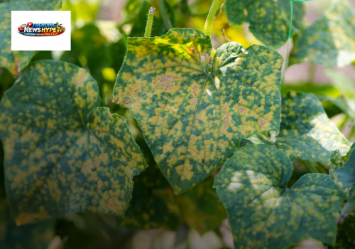 fungal plant diseases