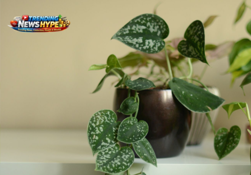 indoor plant for bedroom