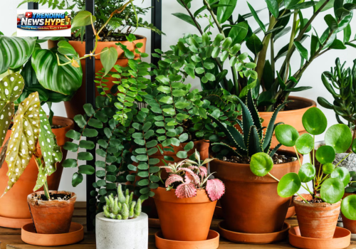Indoor Plants with Patterned Leaves