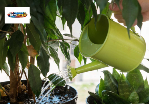 overwatering Plants
