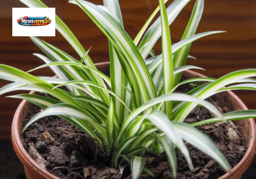 spider plant