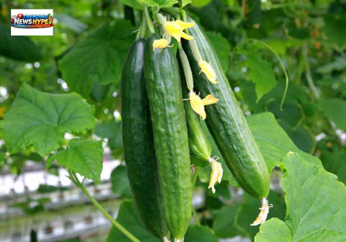 summer vegetables plants