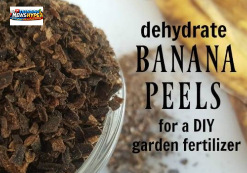 Banana Peel Fertilizer