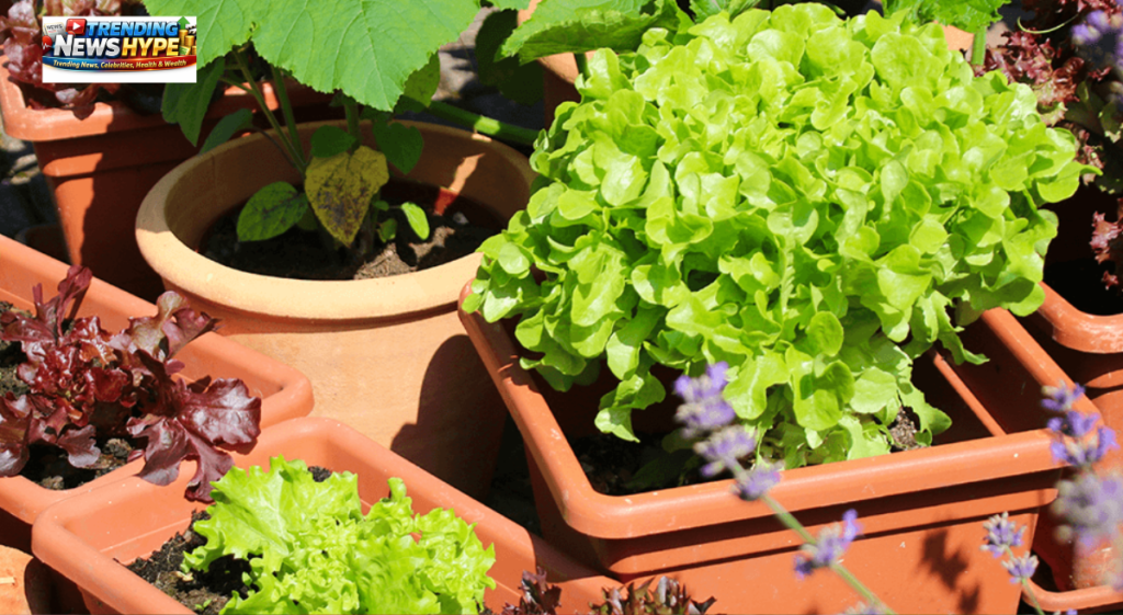 Benefits of Growing Vegetables in Containers