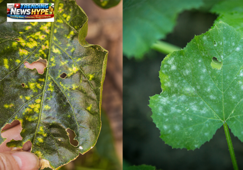 Fewer Pests and Diseases of plants