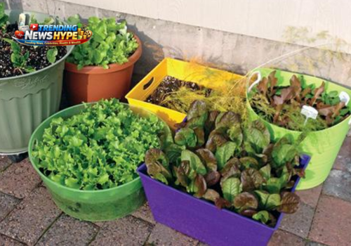 Grow a Year-Round Salad Garden in Containers