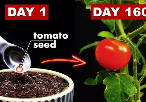Growing TOMATOES From Seed