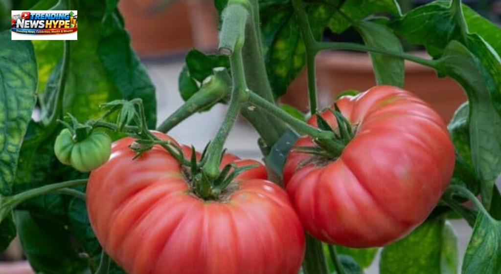 Growing Tomato Plants