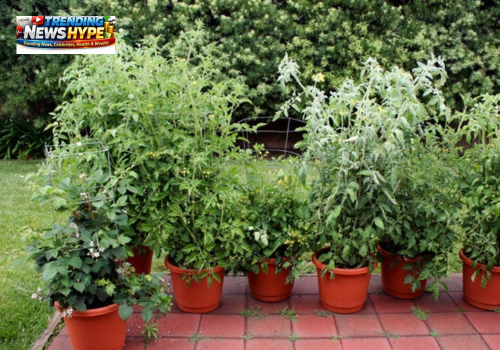 Growing Vegetables & Herbs in Pots