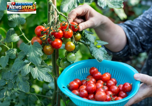 How to Grow Tomatoes
