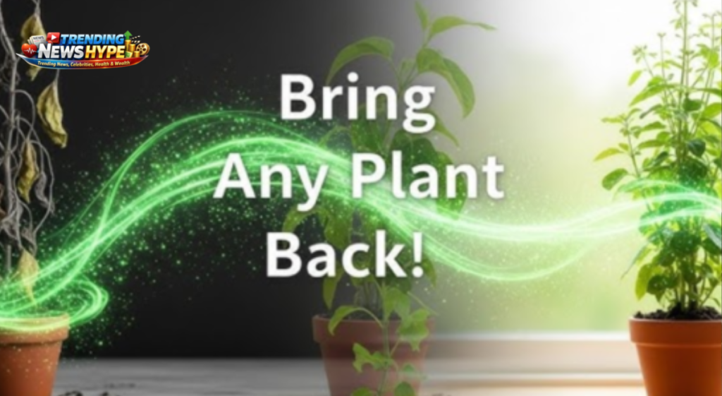 How to Revive a Dying Plant