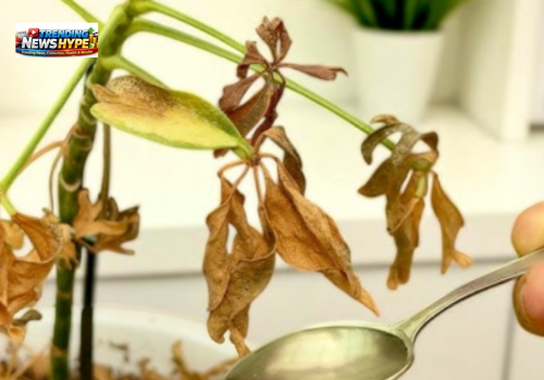 How to Revive a Dying Plant 7 Expert Steps That Actually Work