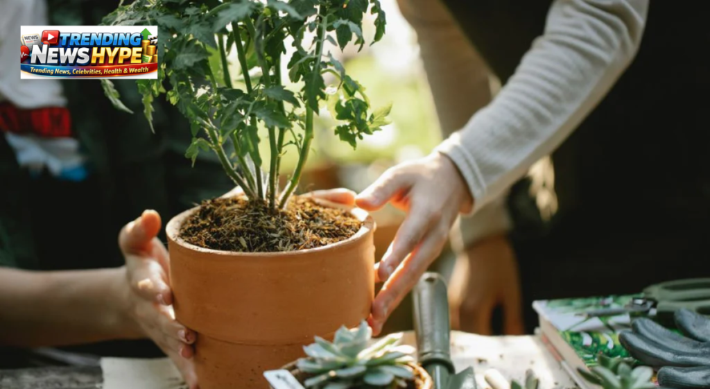 Natural Fertilizers for Plants