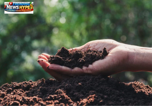 Fertilizers for Plants at Home