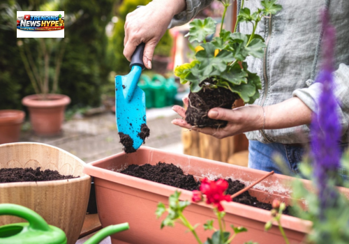 Natural Fertilizers for healthy Plants