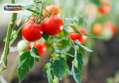 Tomato Plant Growth