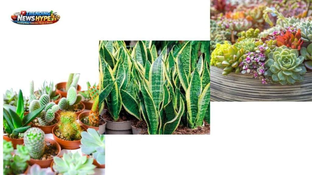 What are the best indoor plants for beginners, and how do I care for them